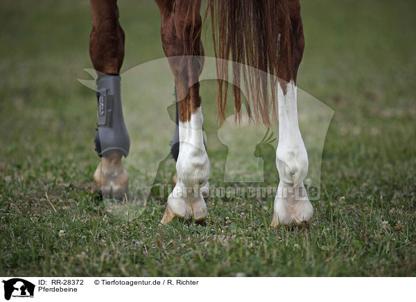 Pferdebeine / horse legs / RR-28372