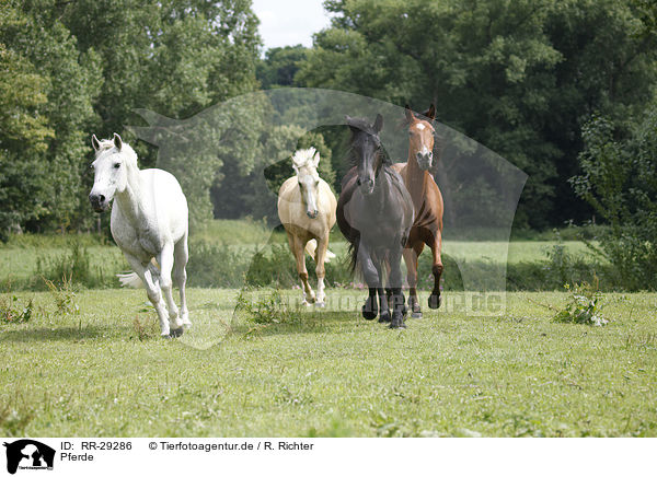 Pferde / horses / RR-29286