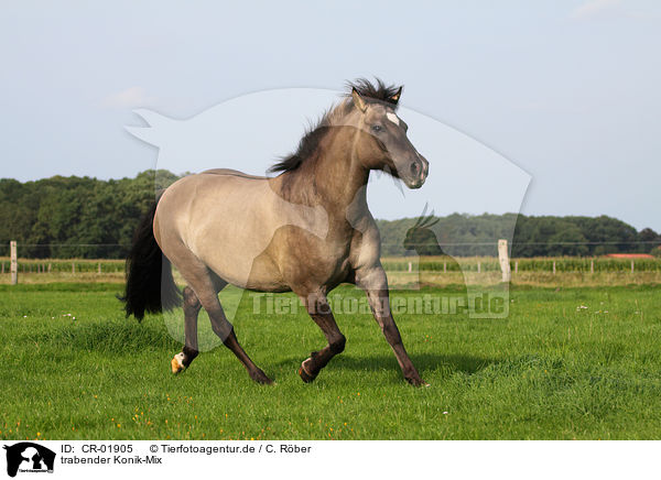 trabender Konik-Mix / CR-01905