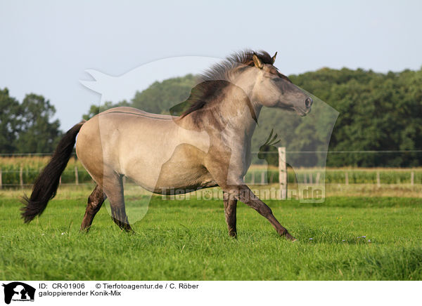 galoppierender Konik-Mix / CR-01906