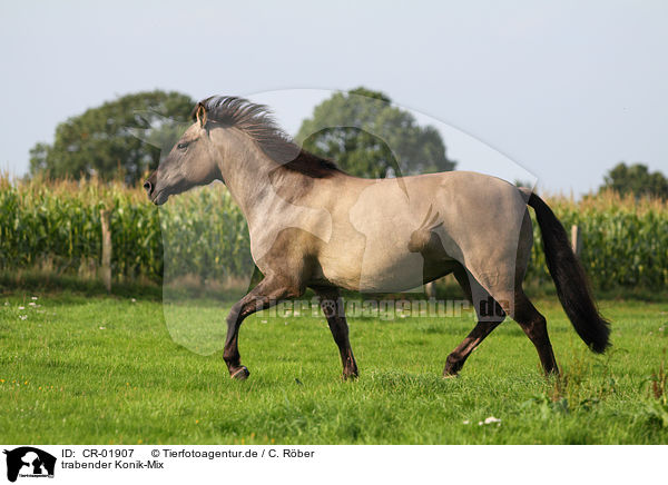 trabender Konik-Mix / CR-01907