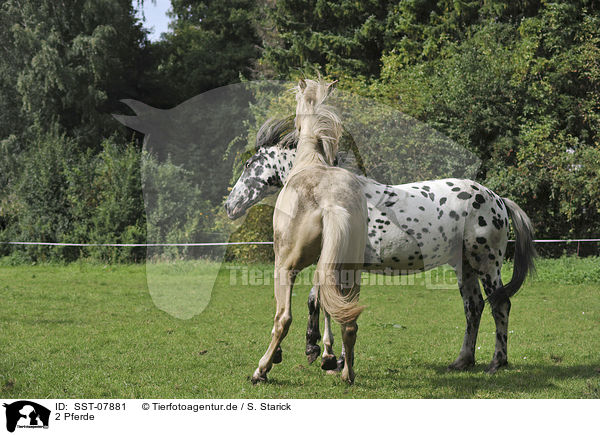 2 Pferde / 2 horses / SST-07881