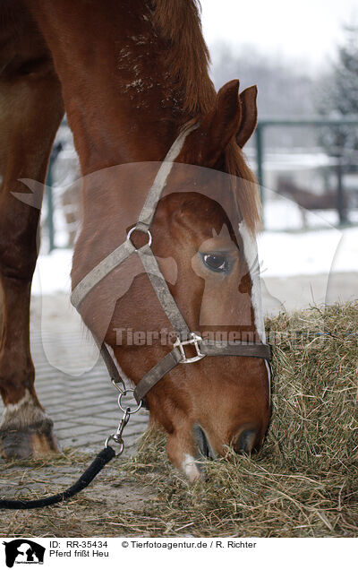 Pferd frit Heu / horse eats hay / RR-35434