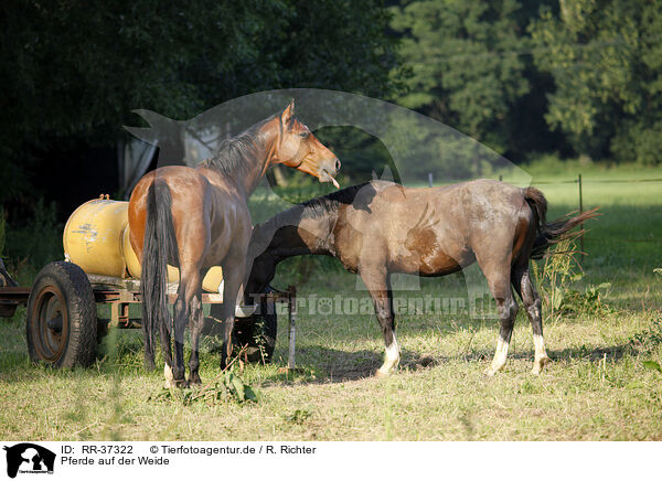 Pferde auf der Weide / RR-37322