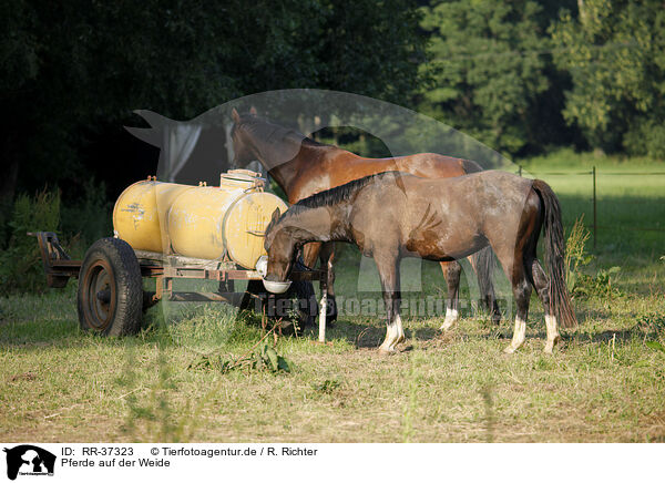 Pferde auf der Weide / RR-37323