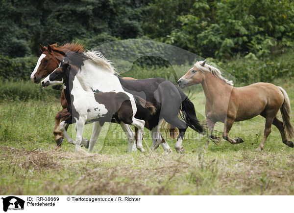 Pferdeherde / herd of horses / RR-38669