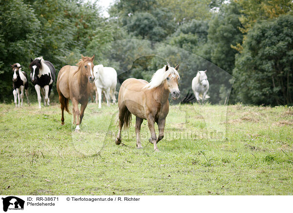 Pferdeherde / herd of horses / RR-38671