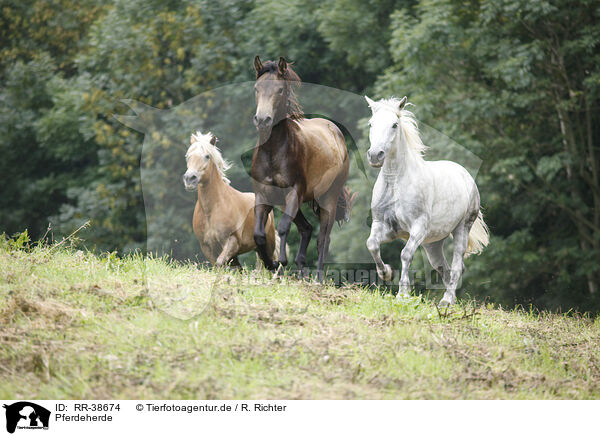 Pferdeherde / herd of horses / RR-38674