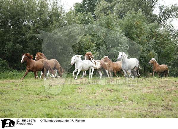 Pferdeherde / herd of horses / RR-38678