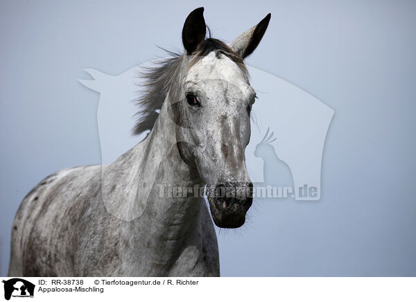 Appaloosa-Mischling / horse / RR-38738