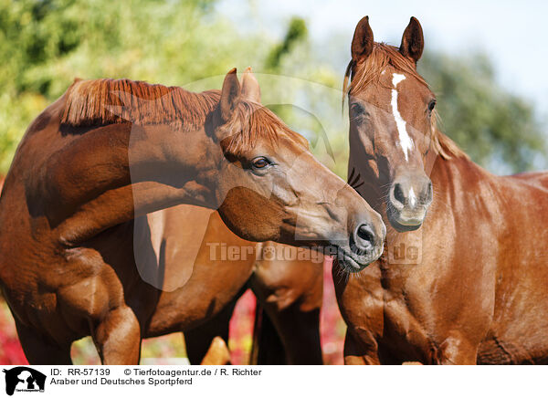 Araber und Deutsches Sportpferd / RR-57139