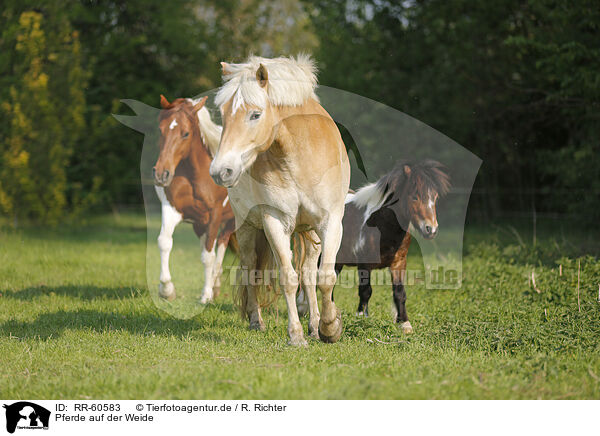 Pferde auf der Weide / horses on meadow / RR-60583