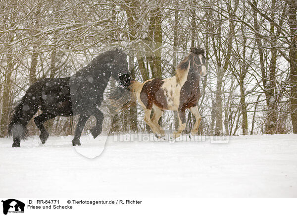 Friese und Schecke / RR-64771