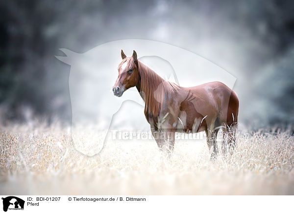 Pferd / horse / BDI-01207