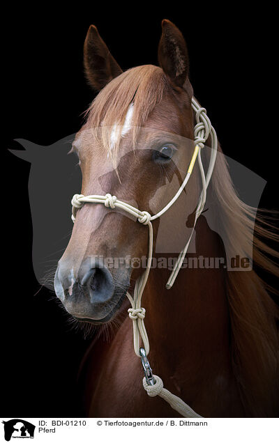 Pferd / horse / BDI-01210