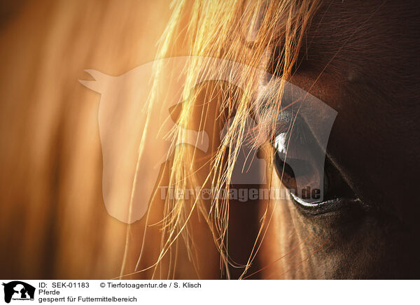 Pferde / Horse / SEK-01183
