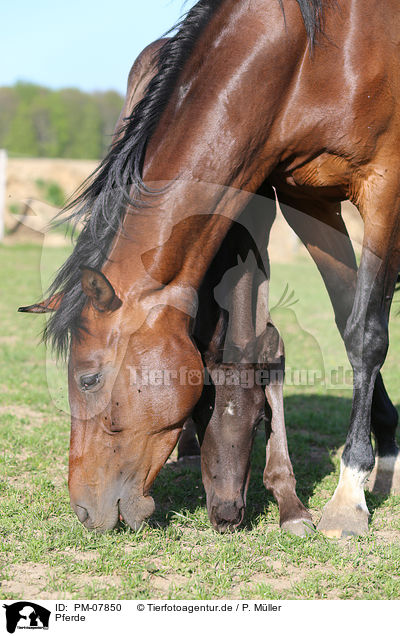 Pferde / horses / PM-07850
