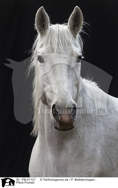 Pferd Portrait / PB-01121