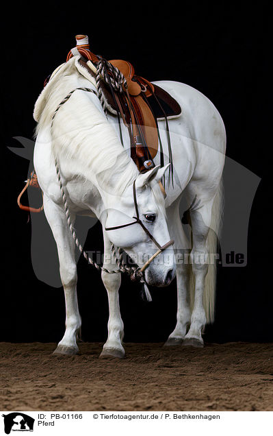 Pferd / horse / PB-01166