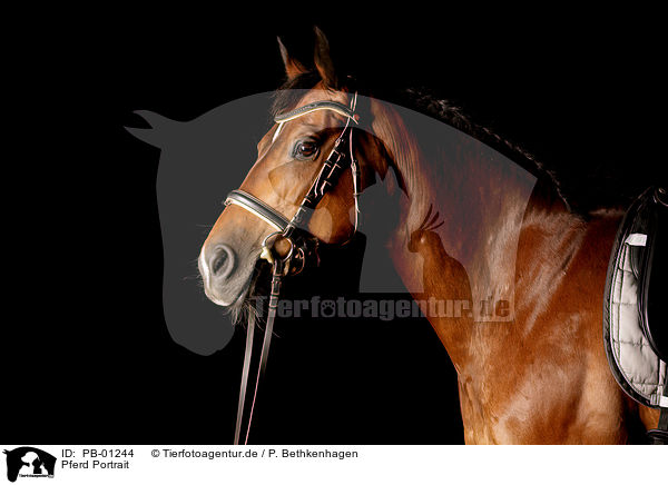 Pferd Portrait / Horse Portrait / PB-01244
