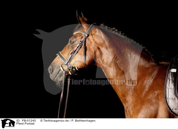 Pferd Portrait / Horse Portrait / PB-01245