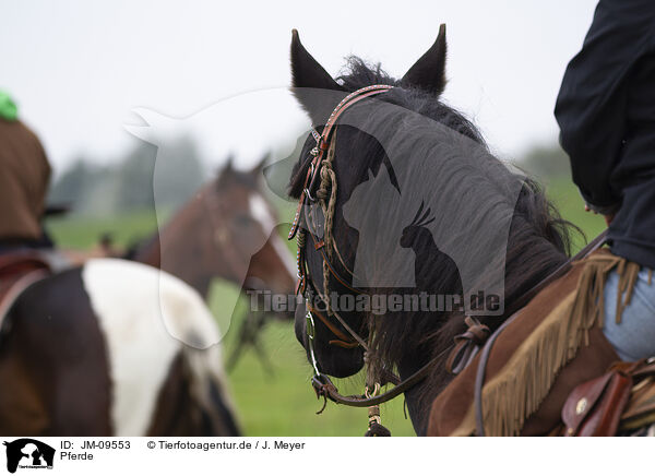 Pferde / horses / JM-09553
