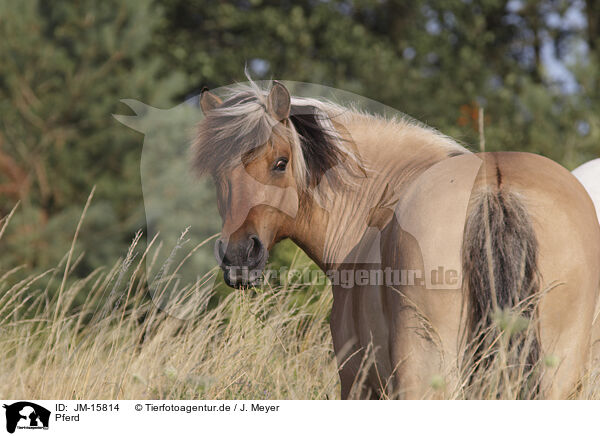 Pferd / horse / JM-15814
