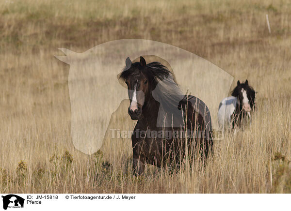 Pferde / horses / JM-15818
