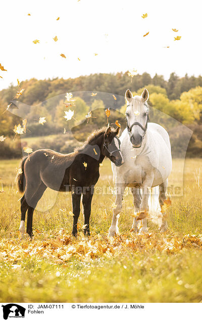 Fohlen / foal / JAM-07111