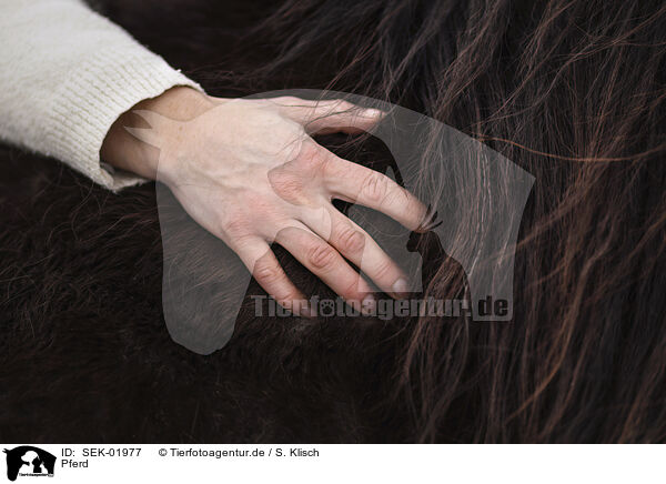 Pferd / horse / SEK-01977