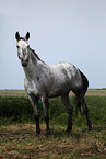 Appaloosa-Mischling