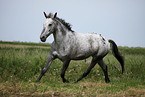 Appaloosa-Mischling