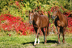 Araber und Deutsches Sportpferd