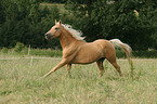 galoppierender Palomino