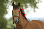Pferd Portrait