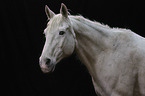 Pferd Portrait