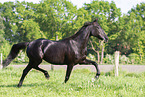 schwarzes Pferd