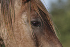 Pferd