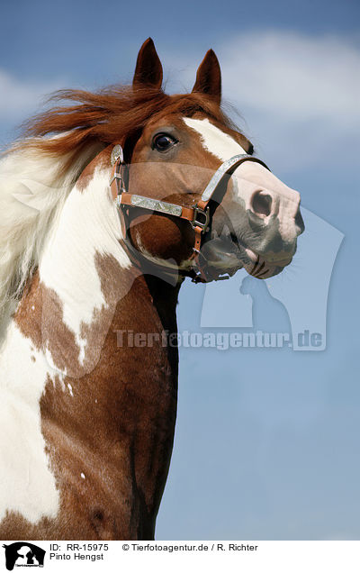 Pinto Hengst / Pinto stallion / RR-15975