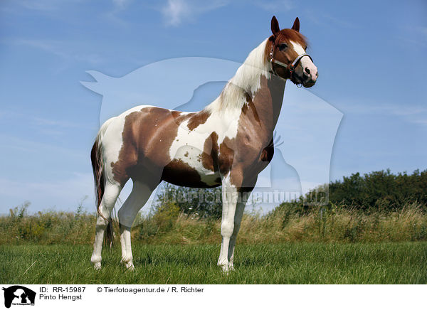 Pinto Hengst / Pinto stallion / RR-15987