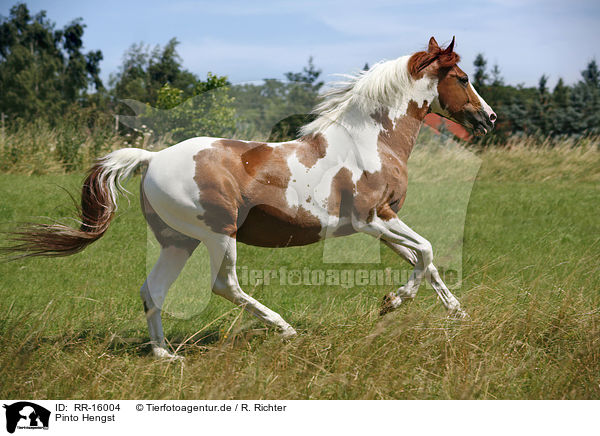 Pinto Hengst / Pinto stallion / RR-16004