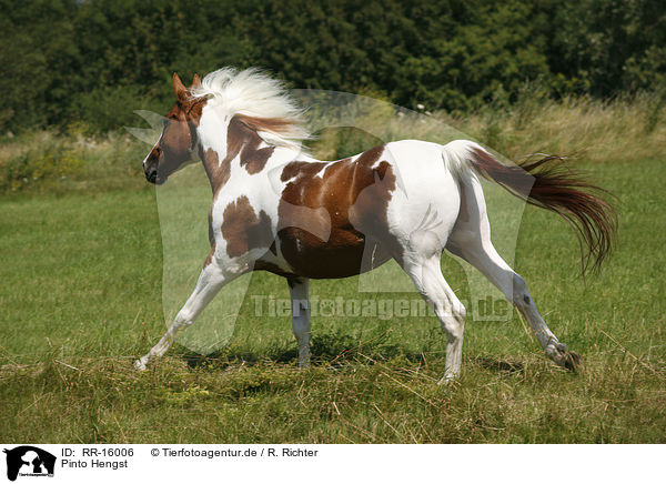 Pinto Hengst / Pinto stallion / RR-16006