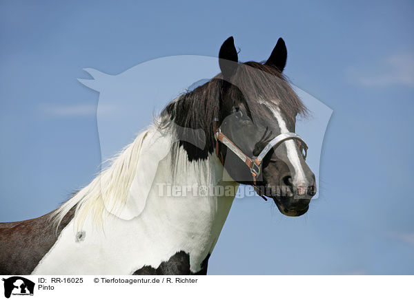 Pinto / Pinto / RR-16025