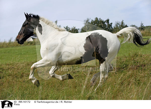 Pinto / Pinto / RR-16172