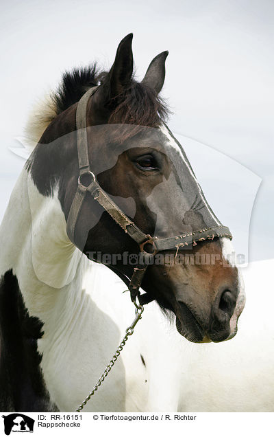 Rappschecke / horse / RR-16151