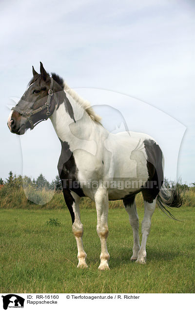 Rappschecke / horse / RR-16160