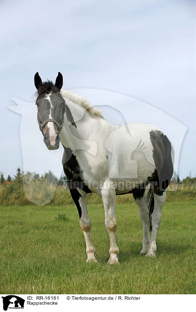 Rappschecke / horse / RR-16161