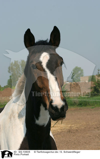 Pinto Portrait / Pinto Portrait / SS-10605