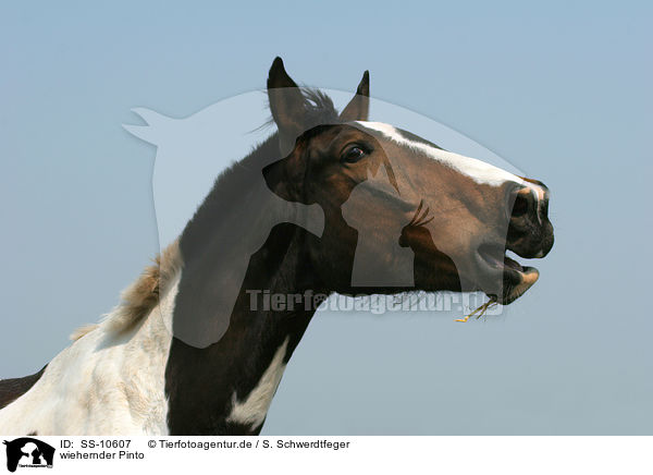 wiehernder Pinto / whinnying Pinto / SS-10607