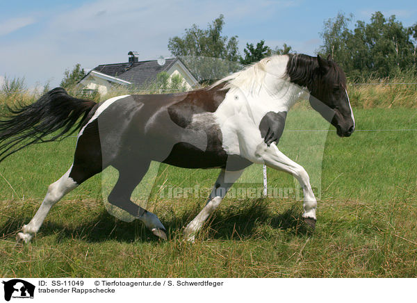 trabender Rappschecke / trotting Pinto / SS-11049
